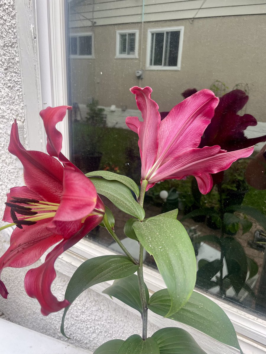 Widowed Tango Foxtrot (@yegwidow) on Twitter photo I’m in love…. Lasting Love, my new OT lily! (Don’t tell the others)…. I’m in love…. Lasting Love, my new OT lily! (Don’t tell the others)….
