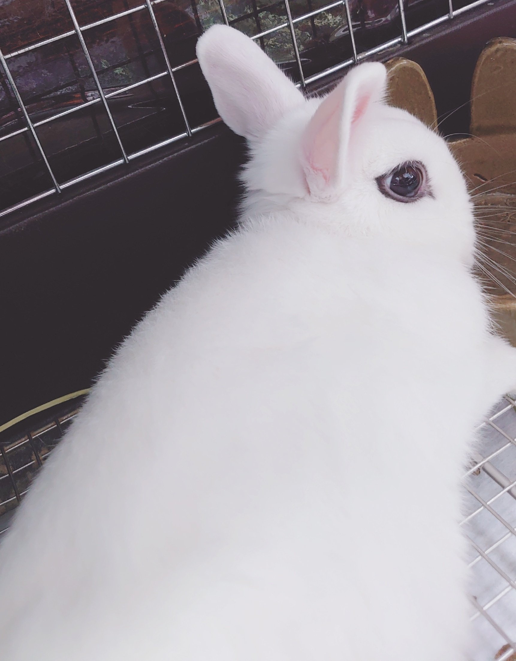 BuNNY TRAP/ﾎﾞｰﾏｽ60 D21.22⋆ᙏ *✨️ on X: 
