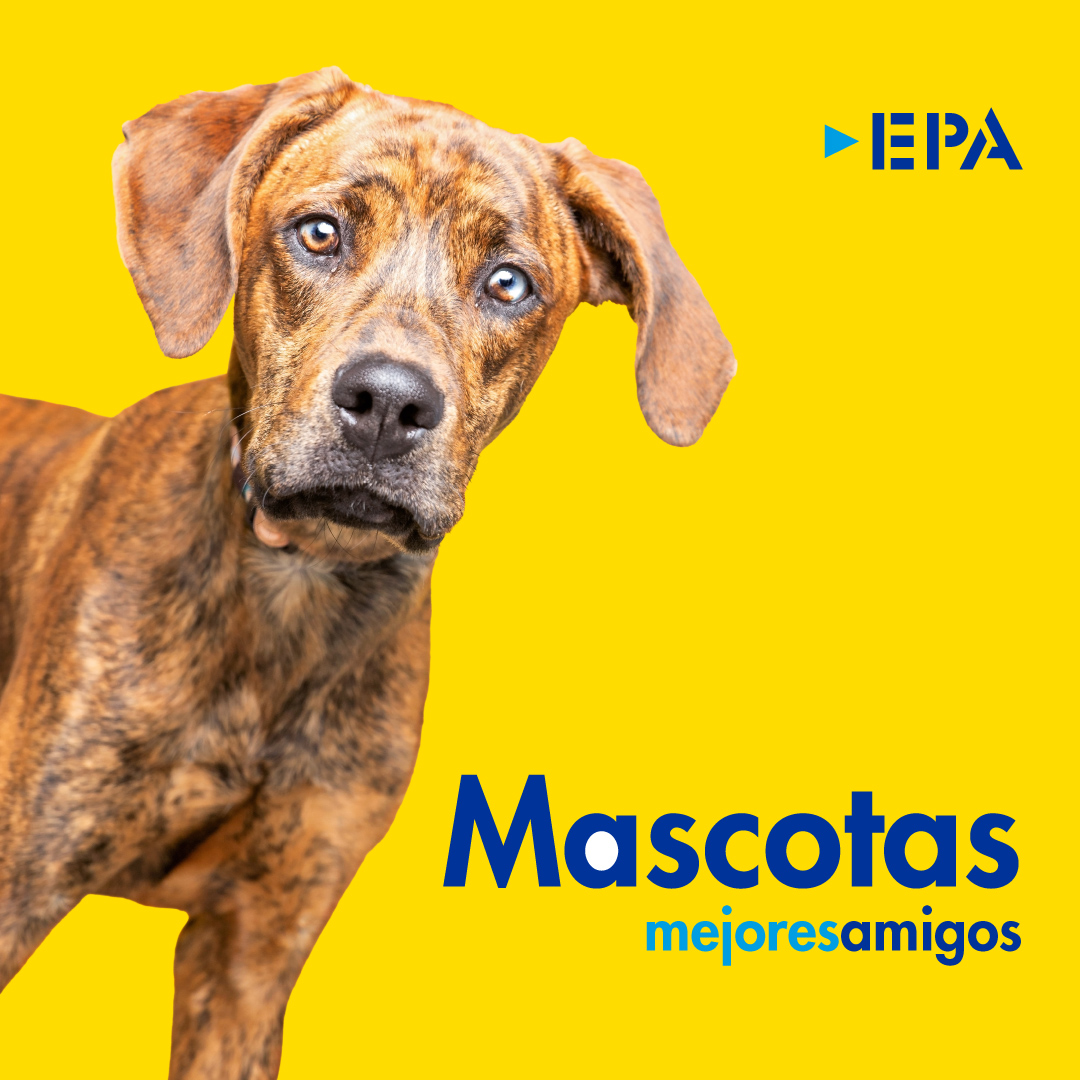 🐾 ¡Las mascotas son bienvenidas! Acompáñenos con su peludo de forma segura y disfrute su experiencia de compra. #EPAve #PetFriendly