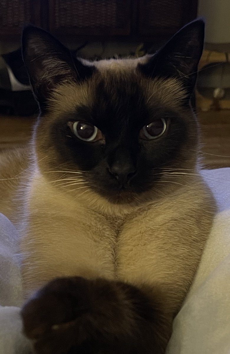 Just took a hit and accidentally blew the smoke in Wrigley’s face. He’s just staring at me now. Judging me. 😹