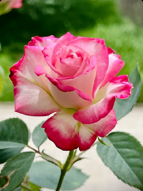 Joanna (@monster49408447) on Twitter photo 