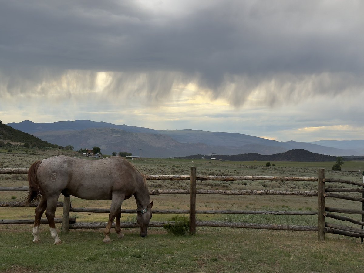 Cruiser and storms in the distance 
7.2.25
McCoy, Colorado 

#cruiser #colorado #mccoycolorado #congermesa #mesa #horse #iphone