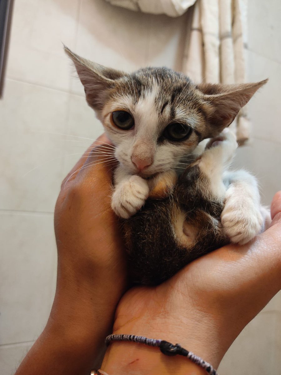 arca_satoshi's tweet photo. Ah, Michigente, Eloisa es tan, tan pequeña que se hace ovillo en las manos... 💔

Bueno, ps ahí va, nosotras con ella y ella con ustedes. 😊❤️ https://t.co/dm0K9lrnVO