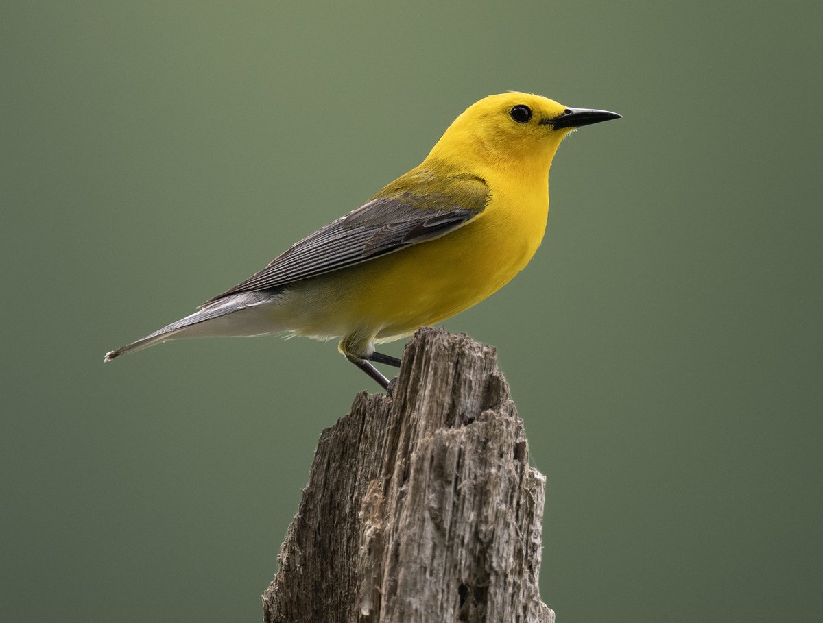 frpaulkammen's tweet image. A Prothonotary Warbler from last week at Millstone Landing, a favorite spot in southeastern Minnesota along the river. Lots of these little yellow guys down there. #birds #birdphotography