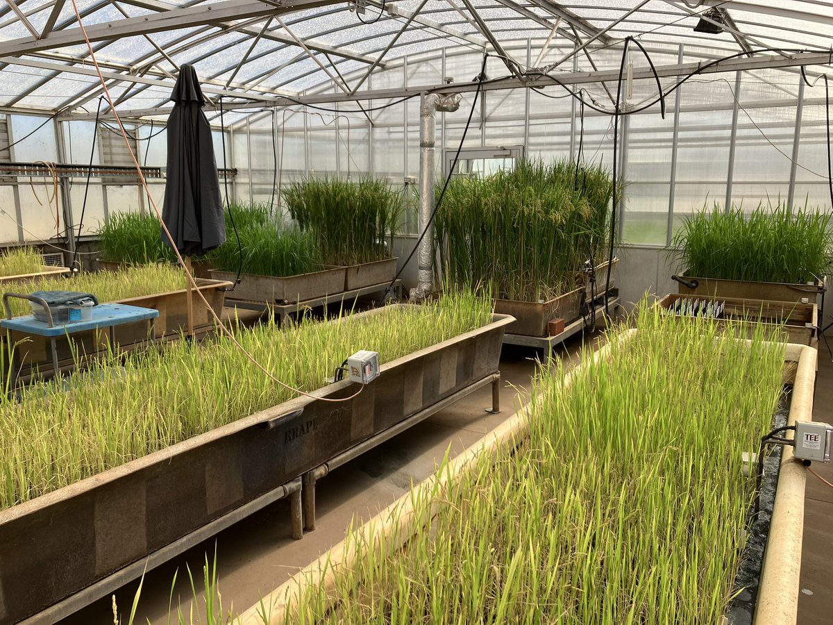 Update on the glasshouse. Crossing is in full swing for our top crosses. F1’s seed increase nurseries have flowered, the DNA test results have come back, harvest will start soon. Bulk seed increases for the field are progressing well. SSD nurseries harvest will start next week.