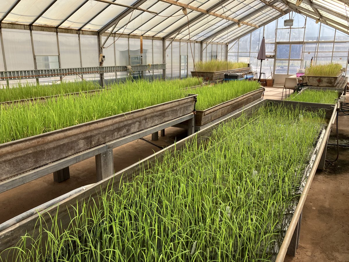 Rice Breeding Australia tweet media
