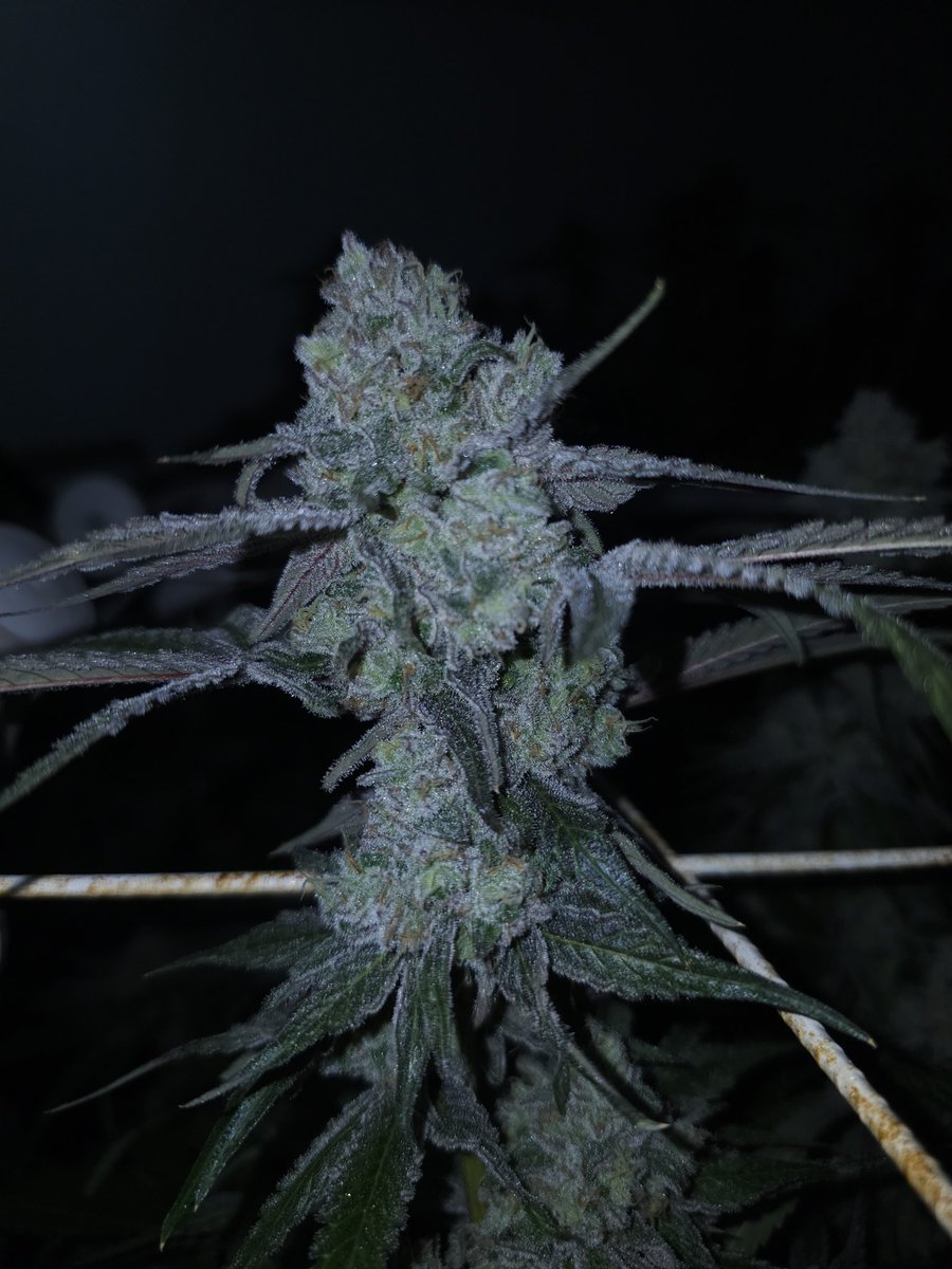 Capulator1's tweet image. Meet Original MAC from the 4th time I have popped MAC seeds. Still germing fine and looking great.  MAC is a grand slam IMHO. Dont mind the rusty cage, it&apos;s like 13 years old. The plants don&apos;t seem to mind.