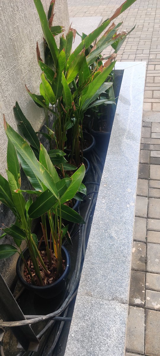 MyOpinion4IND's tweet image. @LnTRealty can be ranked first on #CustomerLast, #QualityLast. These images are testimonials of their delivered quality at a luxury residential project in Bengaluru.