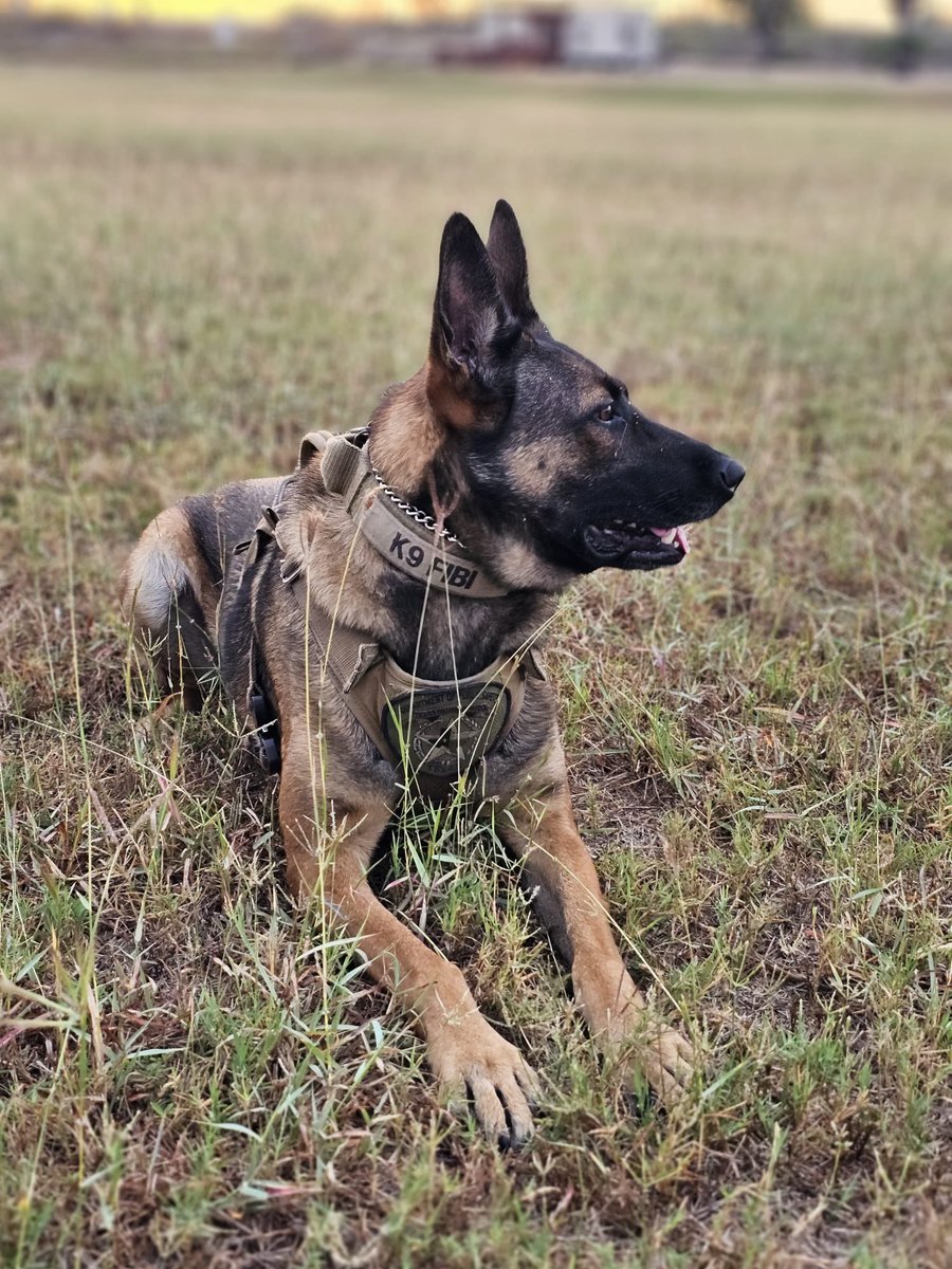 TxDPSSouth's tweet image. 🎉🐾 Before the day ends—Happy Birthday, K-9 Fibi! 🐾🎉

Loyal. Sharp. Relentless.

Thank you for your service and commitment to protecting Texas!

#K9Fibi @TxDPS #HappyBirthdayFibi #FourLeggedHero #OneTeamOneMission