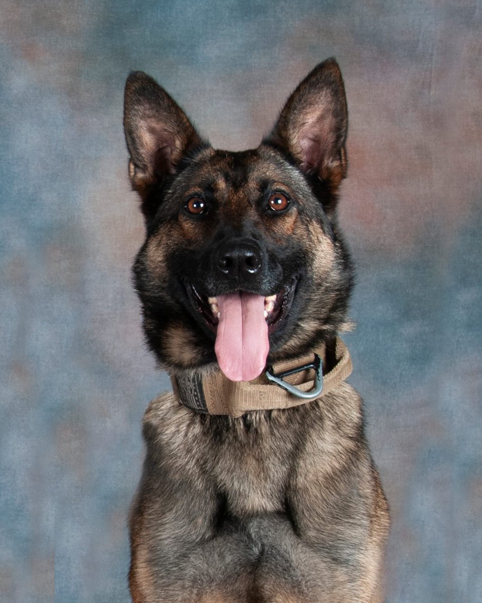 TxDPSSouth's tweet image. 🎉🐾 Before the day ends—Happy Birthday, K-9 Fibi! 🐾🎉

Loyal. Sharp. Relentless.

Thank you for your service and commitment to protecting Texas!

#K9Fibi @TxDPS #HappyBirthdayFibi #FourLeggedHero #OneTeamOneMission