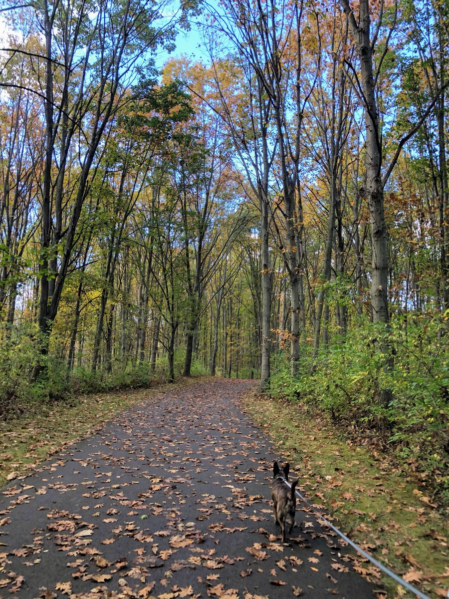 AskAnnAli's tweet image. I used to believe we went on long walks in our different parks because he needed it but I think since he’s been gone it was really him walking me because he knew my head needed the space 🥺 🐾 🌈 (this was October 2020 & I think Sycamore Creek @CbusMetroParks)
