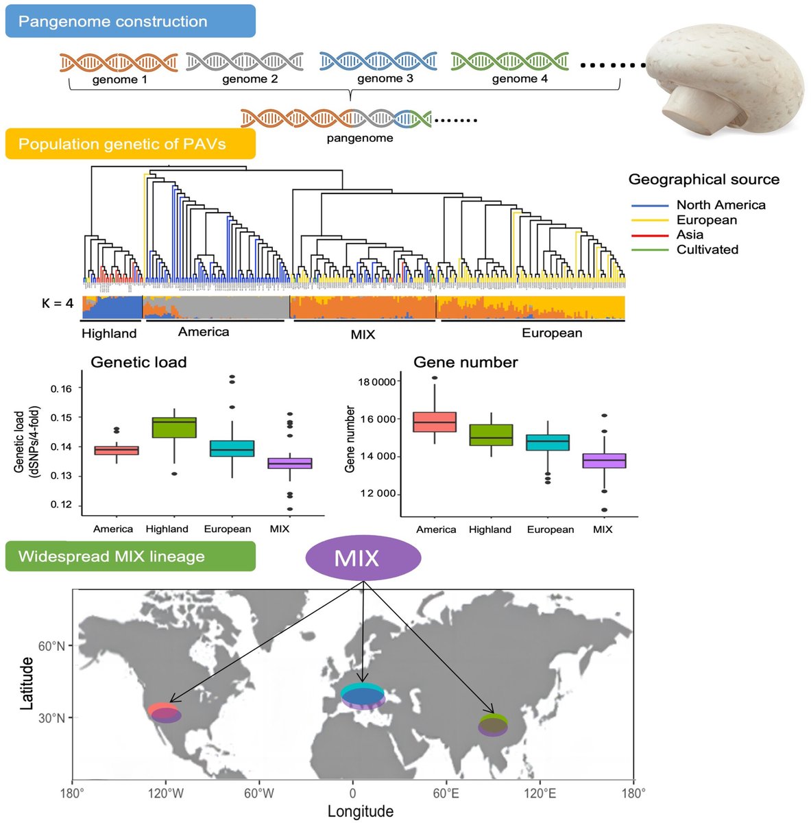 JournalSysEvo's tweet image. Could #gene loss be a strategy for adaptive evolution? The #fungus Agaricus bisporus seems to say so!
Learn more about this story, plus find out how gene loss events might shape the #evolutionary trajectories of other fungal species.
doi.org/10.1111/jse.13… @WileyEcolEvol #JSE