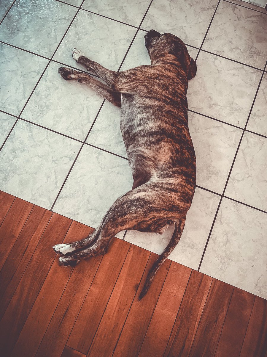 Post by Jen The Feisty Librarian on X: Mood., image size:900x1200