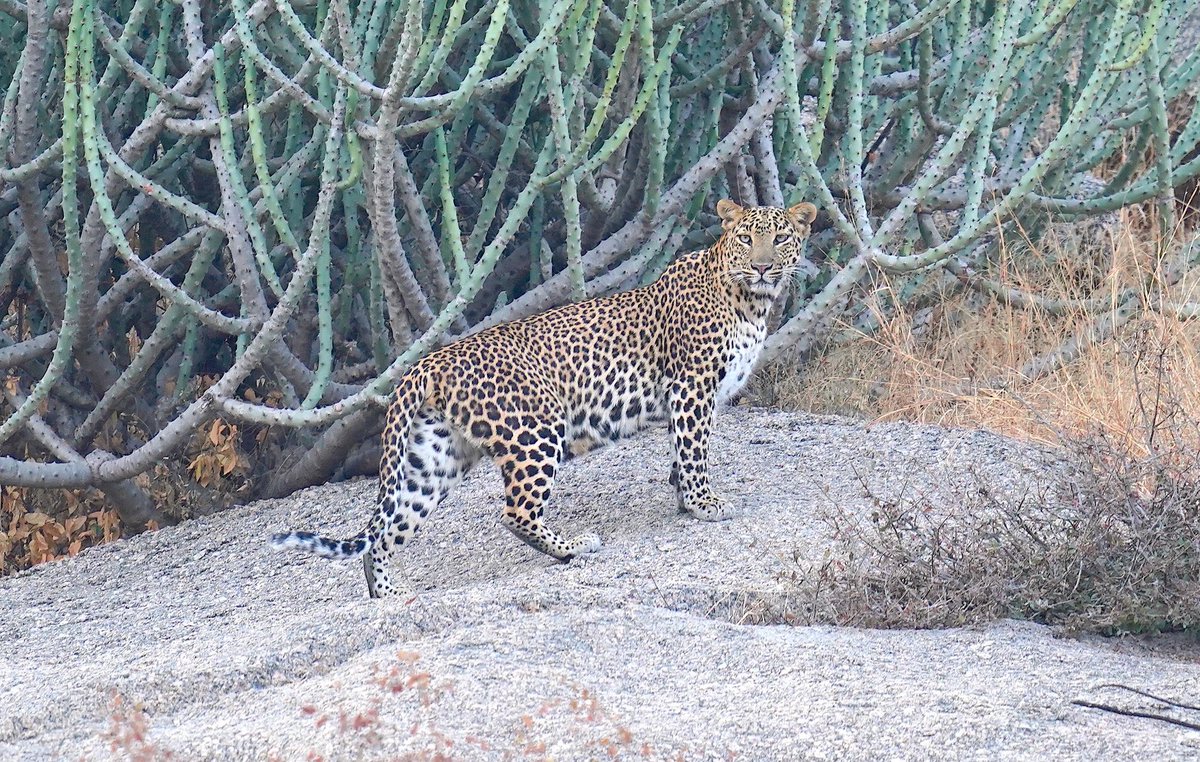 rneelmani's tweet image. Baby Leopard with mother! #Jawai #Rajasthan. @IndiAves #wildlifephotography #thursdaymorning #thursdayvibes #ThePhotoHour #Nature #Wild