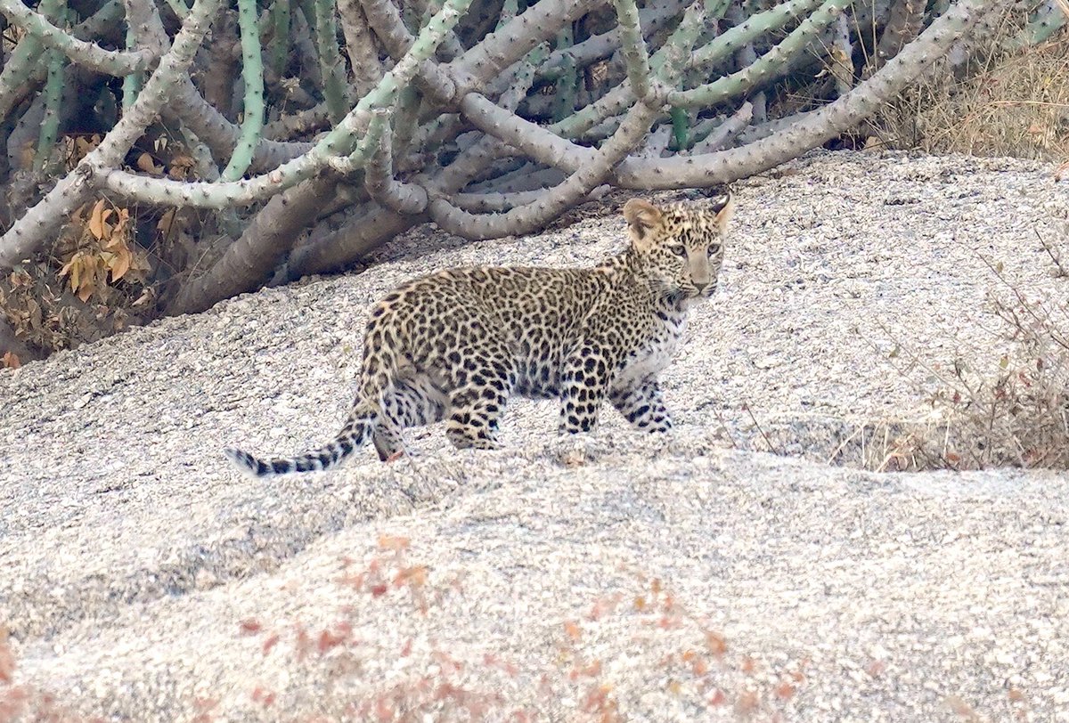 rneelmani's tweet image. Baby Leopard with mother! #Jawai #Rajasthan. @IndiAves #wildlifephotography #thursdaymorning #thursdayvibes #ThePhotoHour #Nature #Wild