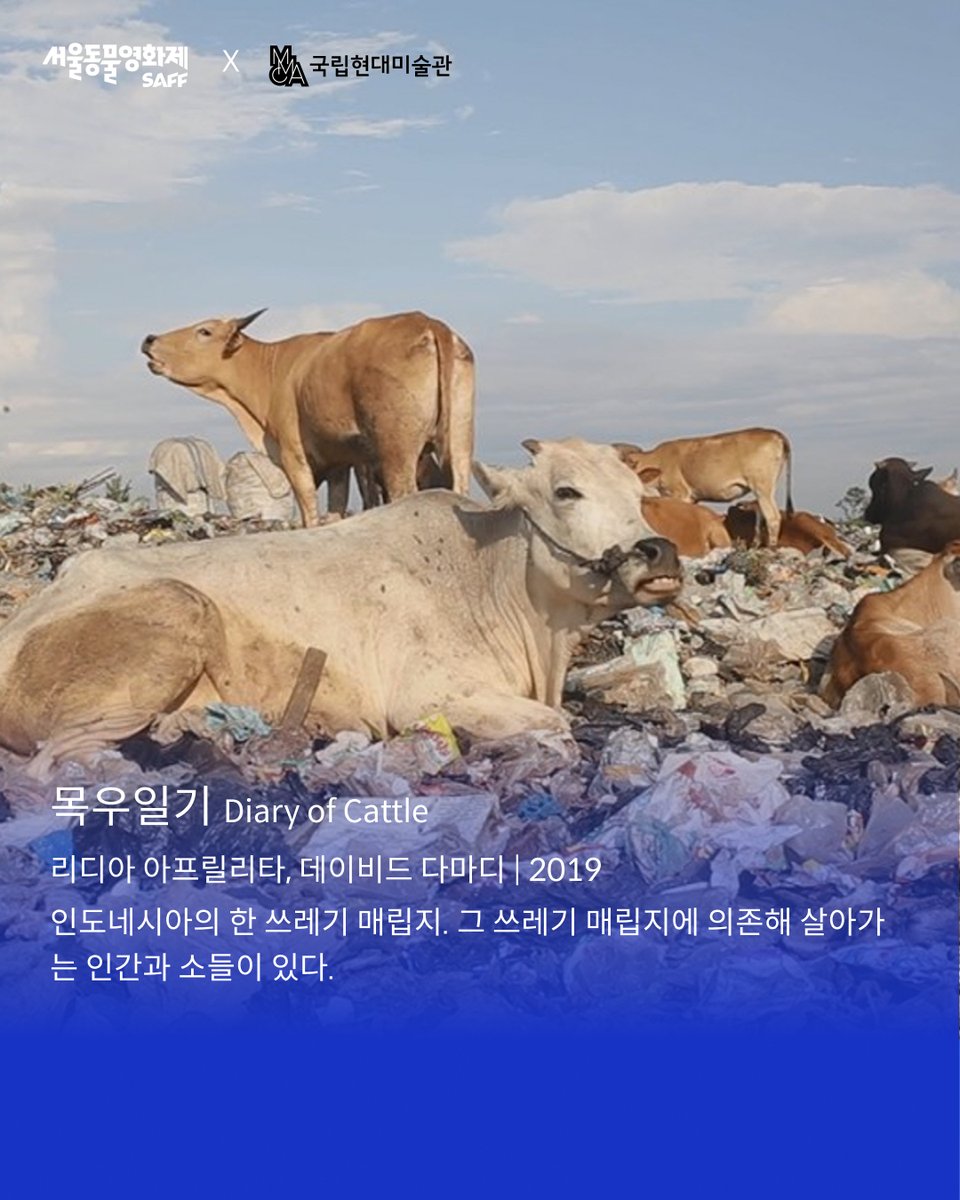 [서울동물영화제 X 국립현대미술관 과천관] 2025 월간 동물영화 7월, <새해 복 많이 받으세요>, <고양이 미튼스에 대한 찬가>, <목우일기>와 함께합니다.

서울동물영화제는 오는 7월 18일 금요일 오후 2시, 국립현대미술관 과천관과 함께 2025년 7월 ‘월간 동물영화’를 개최합니다. 7월의 주제는