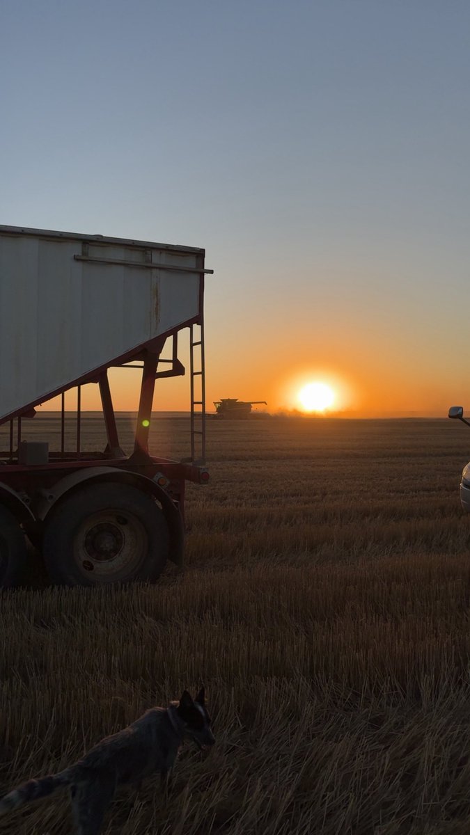 It’s a beautiful night to cut wheat in NW Kansas !