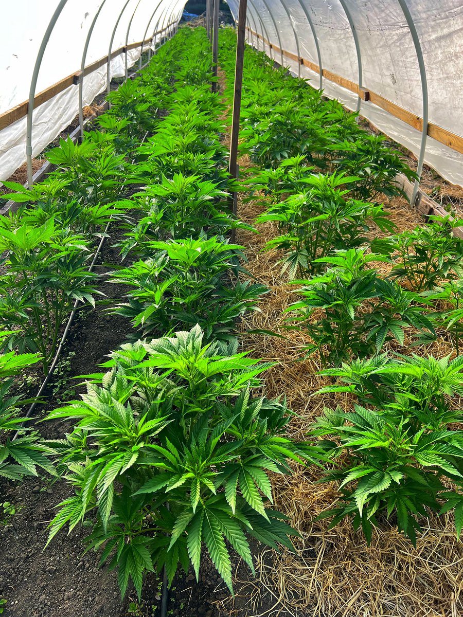 GalacticFarmer1's tweet image. My lil babies ain’t lil babies no more 😢. #Cannabis #LightDep #OGKush #Ogre #PinkCookies #SpaceCowboy