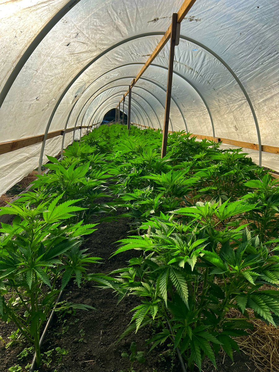 GalacticFarmer1's tweet image. My lil babies ain’t lil babies no more 😢. #Cannabis #LightDep #OGKush #Ogre #PinkCookies #SpaceCowboy