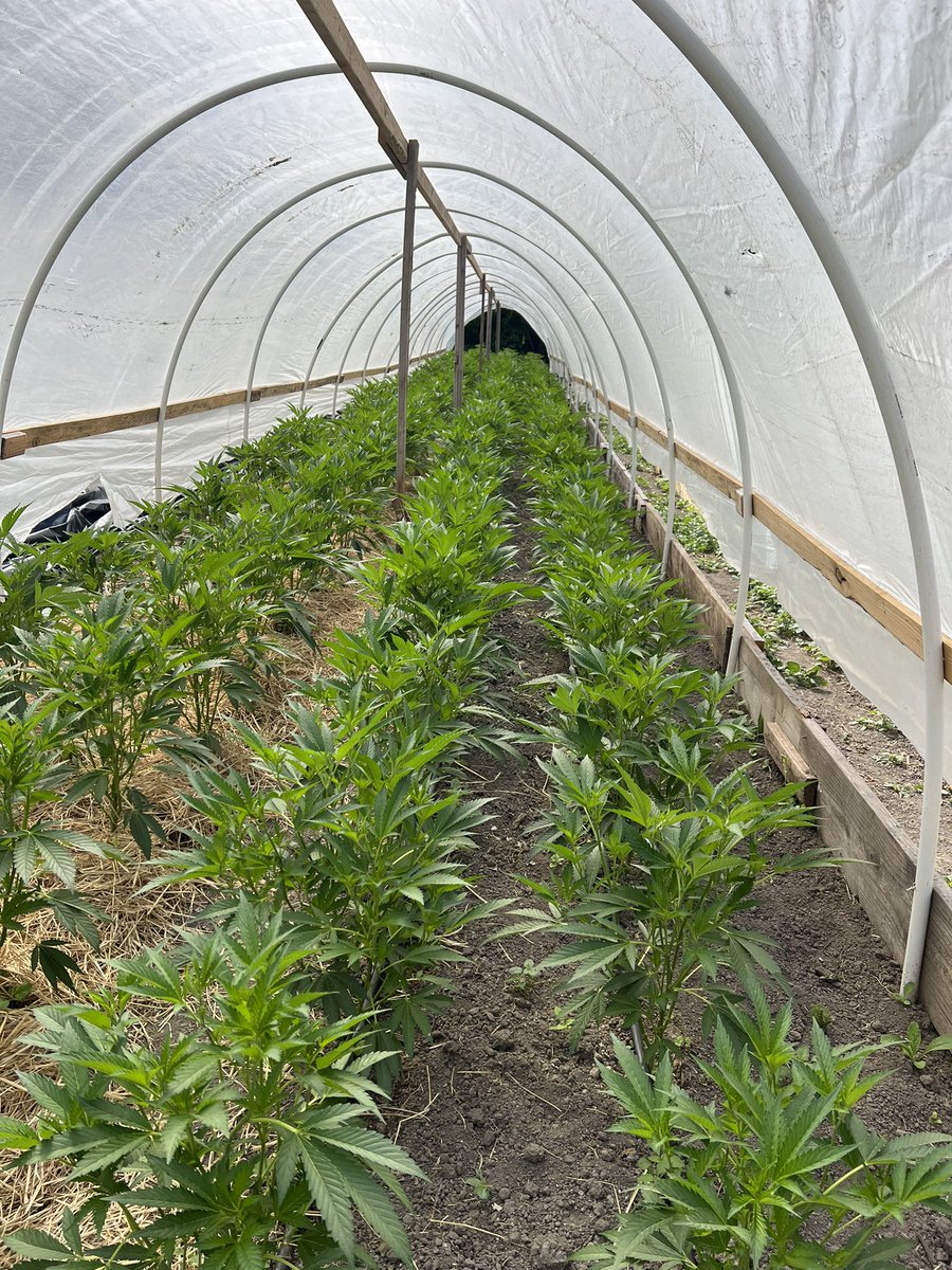 GalacticFarmer1's tweet image. My lil babies ain’t lil babies no more 😢. #Cannabis #LightDep #OGKush #Ogre #PinkCookies #SpaceCowboy