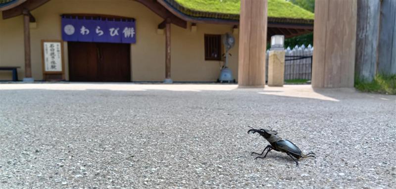 ghibliparkjp's tweet image. 今朝「もののけの里」にいらしたお客さんです。涼を求めてやってきたのでしょうか。
