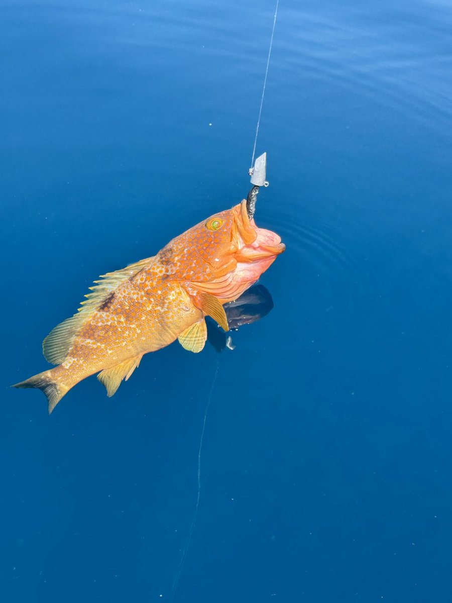 MarinTube_'s tweet photo. おはナメラ🐟 https://t.co/XAk3cWUX1D