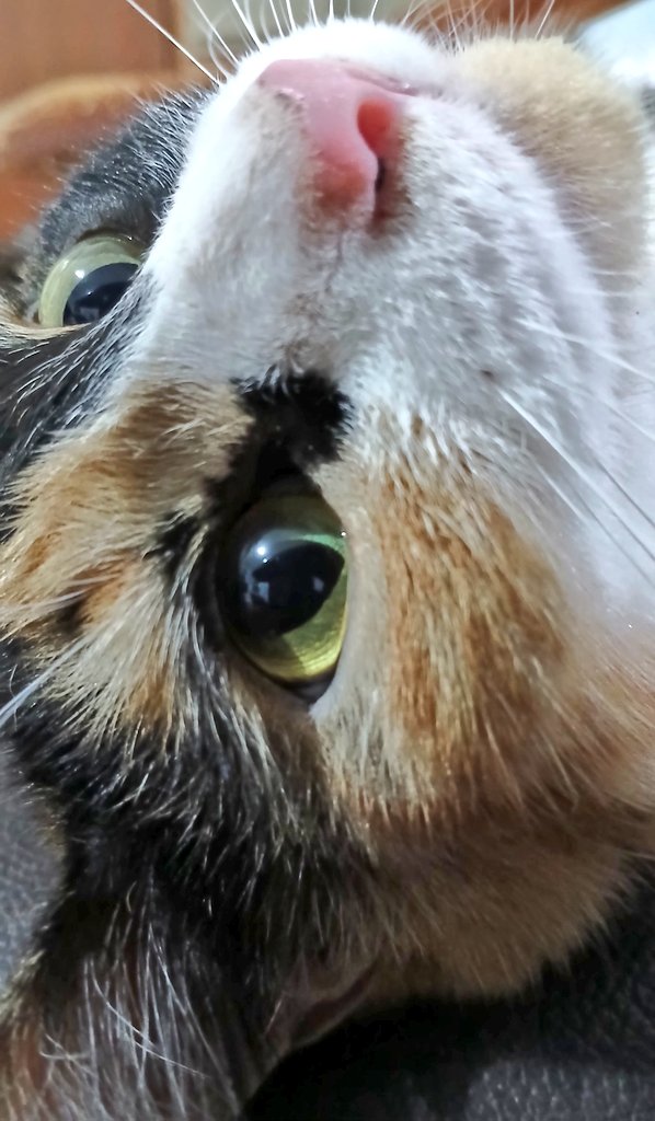 ddaddomint's tweet photo. @tanyarlfes Meong https://t.co/LkRYwqoWcm