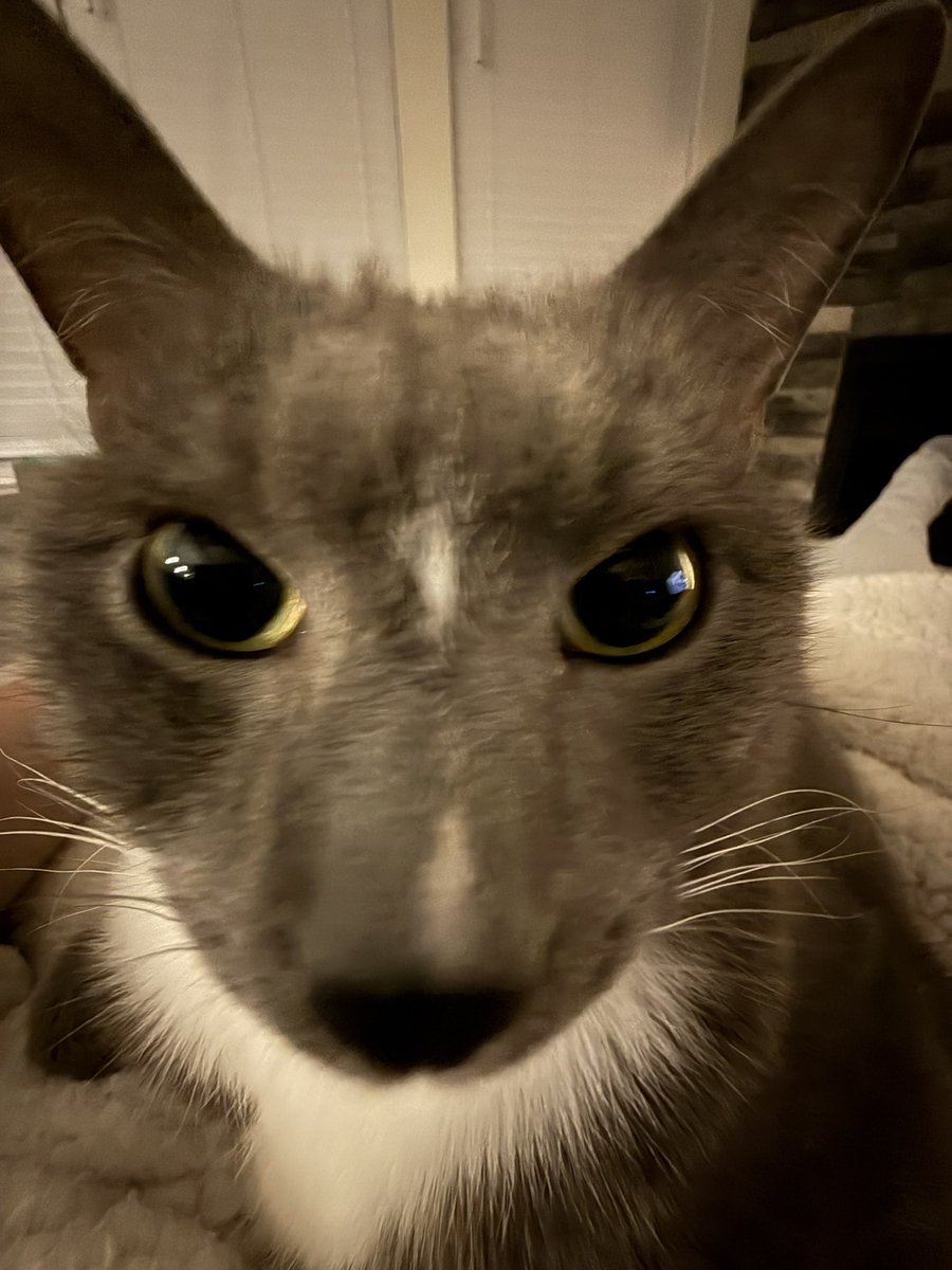 POV: You just opened a bag of chips and thought you were alone.