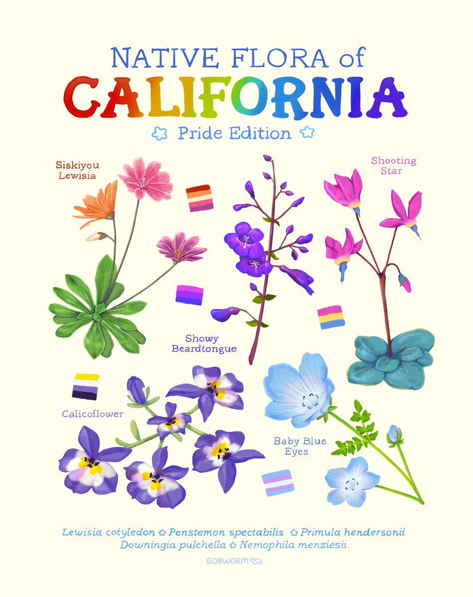 gobwormshop's tweet image. pride-coded california native wildflowers! print coming soon 🌷
