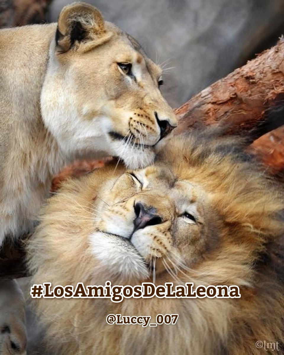 Lucy (@luccy_007) on Twitter photo <a href="/LeonaMarielah/">MarielaDeSonora</a> <a href="/PoetsUrbana/">Angy Urbana♥️📖</a> <a href="/IreneVarMex/">𝕚𝕣𝕖𝕟𝕖 🜲</a> <a href="/Ladoluninoso121/">🅳🅾🆁🆈</a> <a href="/_Pili77_/">María</a> <a href="/StephaMichX/">Stephany</a> <a href="/puccatuit/">Puca</a> <a href="/PatyTmUs/">Paty</a> <a href="/Laury_otero_/">Laura</a> <a href="/Fany_2123/">@Fany</a> <a href="/elsaaranda217/">Elsa 💄👠</a> <a href="/Cast7Vanessa/">Vanessa</a> <a href="/Guillermin36273/">Guillermina</a> <a href="/Charito857/">Charito Perez</a> <a href="/Alyce_x_x_/">Alice</a> Gracias por la mención amiga Mariela 🌹
Sigo a todos #LosAmigosDeLaLeona 🦁 <a href="/LeonaMarielah/">MarielaDeSonora</a> <a href="/PoetsUrbana/">Angy Urbana♥️📖</a> <a href="/IreneVarMex/">𝕚𝕣𝕖𝕟𝕖 🜲</a> <a href="/Ladoluninoso121/">🅳🅾🆁🆈</a> <a href="/_Pili77_/">María</a> <a href="/StephaMichX/">Stephany</a> <a href="/puccatuit/">Puca</a> <a href="/PatyTmUs/">Paty</a> <a href="/Laury_otero_/">Laura</a> <a href="/Fany_2123/">@Fany</a> <a href="/elsaaranda217/">Elsa 💄👠</a> <a href="/Cast7Vanessa/">Vanessa</a> <a href="/Guillermin36273/">Guillermina</a> <a href="/Charito857/">Charito Perez</a> <a href="/Alyce_x_x_/">Alice</a> Gracias por la mención amiga Mariela 🌹
Sigo a todos #LosAmigosDeLaLeona 🦁
