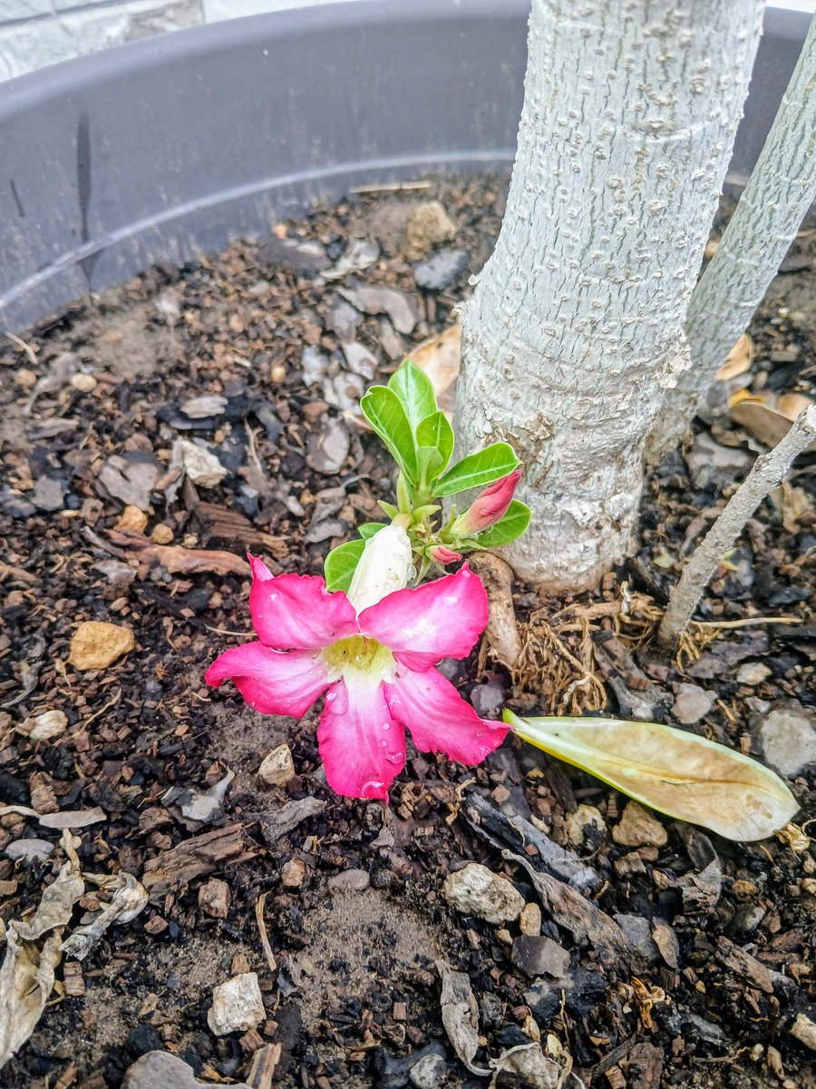 ¡Miren que linda hijita tiene mi rosal del desierto! 🌸