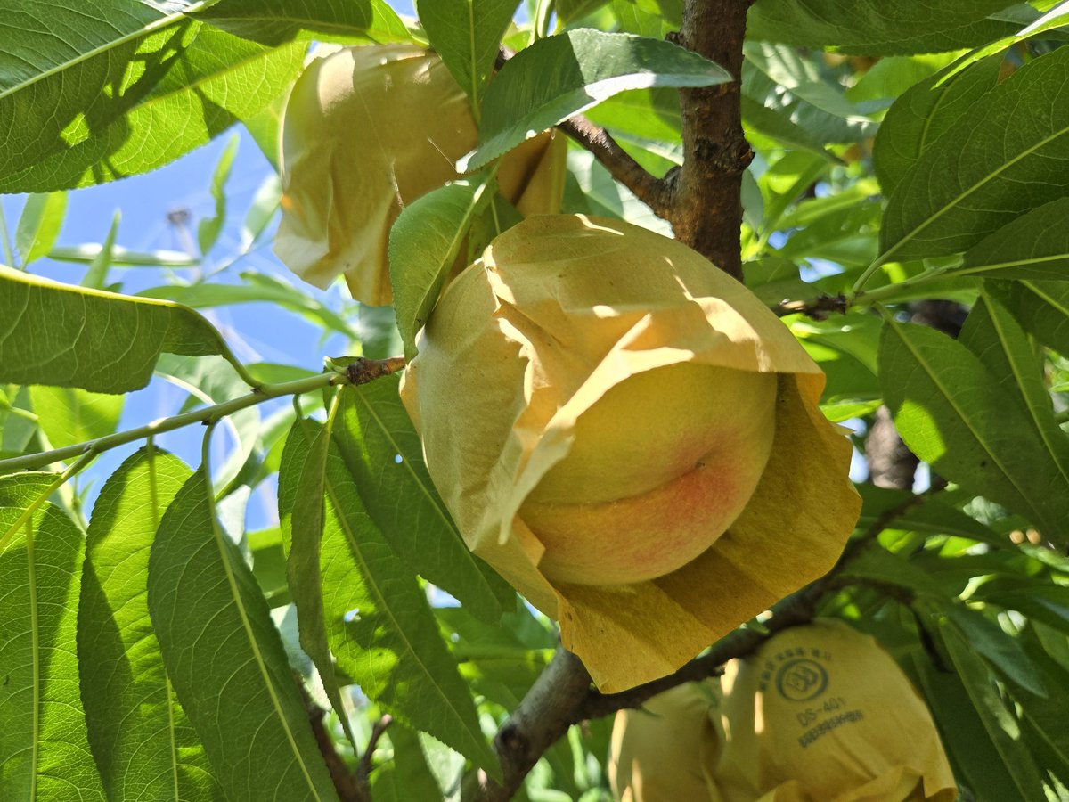 밭에 나올 때 가져온 물 2.5리터가 바닥났다.