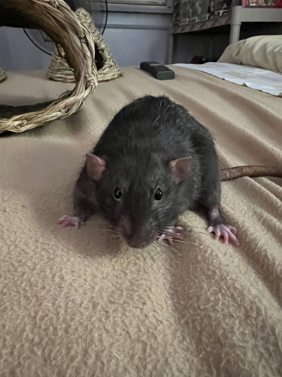 This guy is a special one. He not only takes extra care of his mostly blind and deaf brother but he’s also the one who likes spending time with me the most