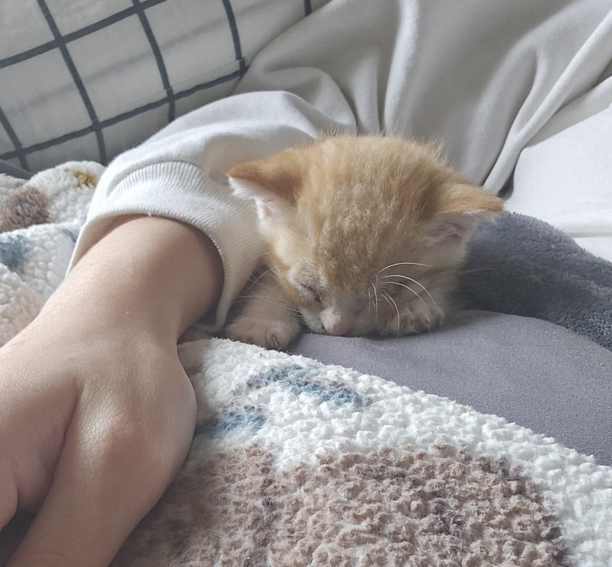 krista🦥 tweet media