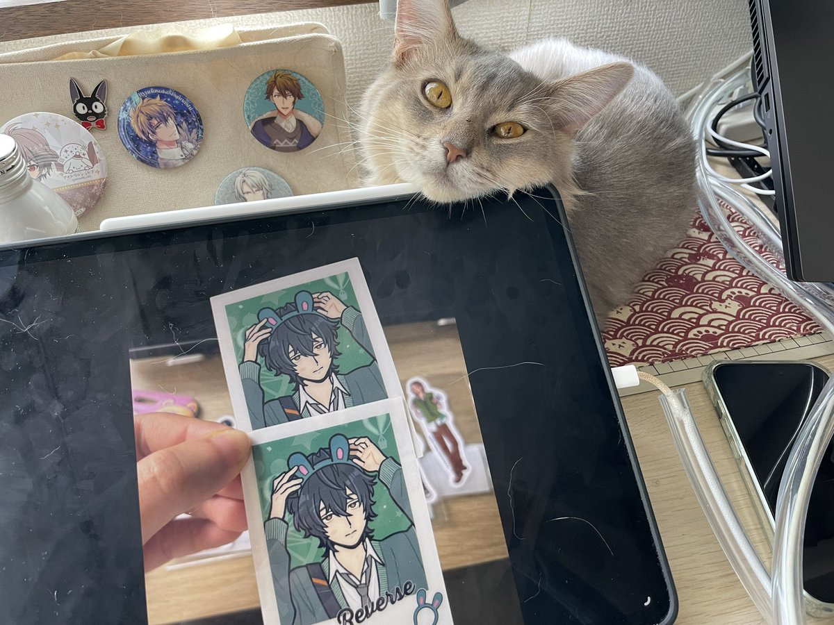siyah9628's tweet image. ウチネコカワイイ‼︎!‼︎!