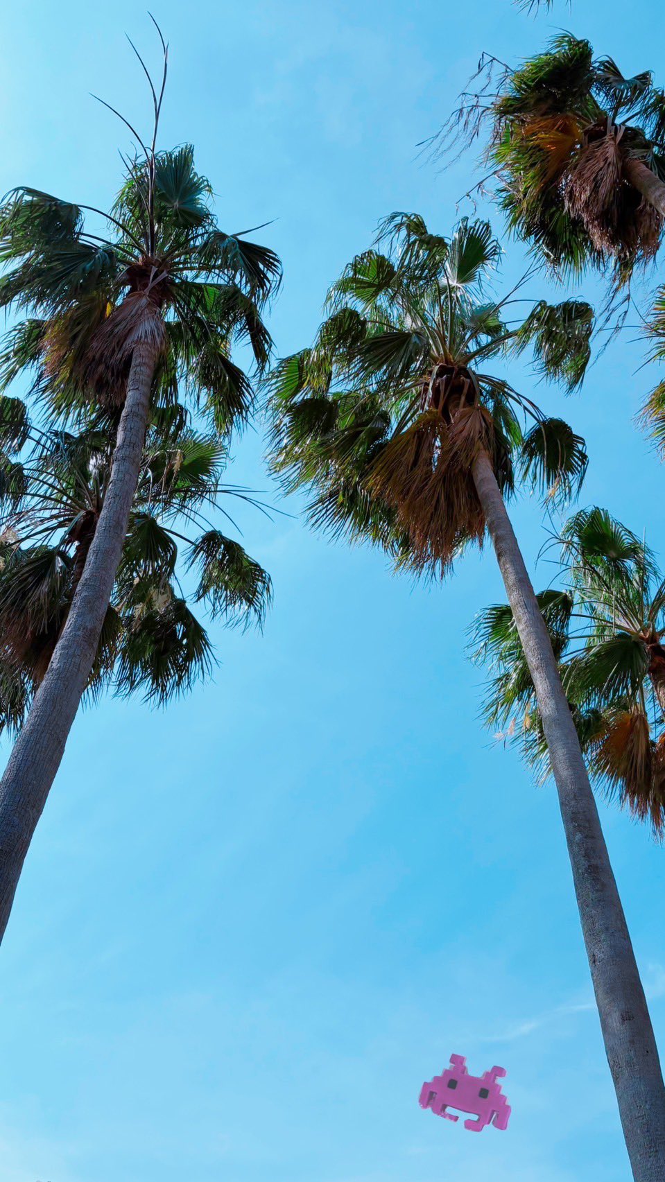 ヤシの木ページ 15674088-palm-tree-in-view-