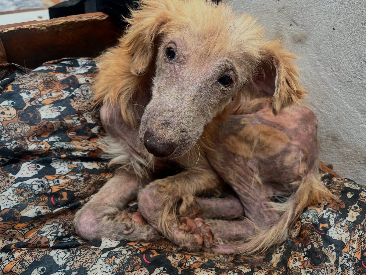 Valiente está en tratamiento y va recuperándose 
Tenemos actualmente más de 100 perros de los cuales más de la mitad solo espera familia y el resto están en tratamientos 
Día a día es muy difícil sostener el refugio que solo lo hacemos con la ayuda de ustedes 
Necesitamos ayuda