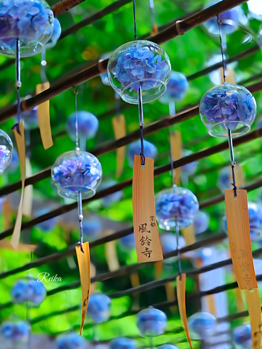 rotsurechiha's tweet image. さわやかな紫陽花の風鈴 

                         京都・正寿院
