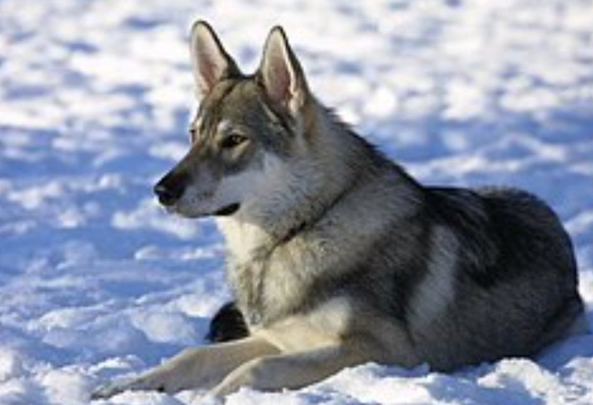 Amy_gacha_tc's tweet photo. 🐺🖤ME🖤🐺
This is literally me!!🐺🐺 I am a grey wolf and German Shepherd cross breed!!! :D 100% me😋
#me #meforreal #ME #meirl #transspecies #petregression #ageregression #trans #weirdo #gacha #GachaClub #gachaheat #gachalife #Pride #DIFFERENT #wolfdog #wolf #dog #meisdog https://t.co/PbQ4S8V5ZN