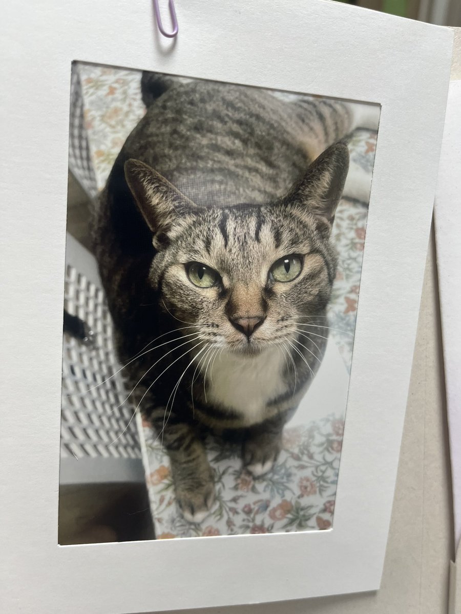 에단이 잘 떠났습니다. 위로와 공감의 말씀 감사드려요. 경황이 없고 갑작스러워 저도 시간이 필요할 것 같아요. 좋은 곳으로 갔다고 믿어요. 착하고 좋은 고양이였어요.