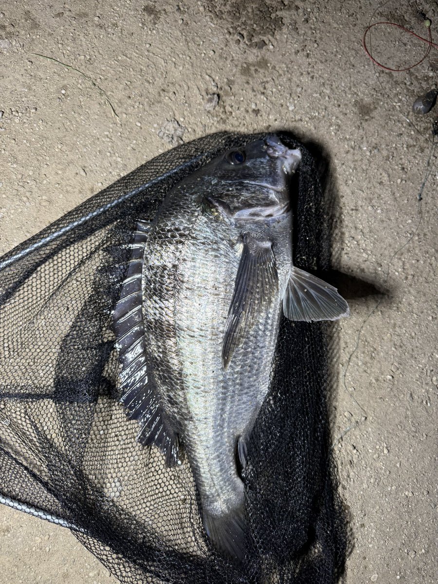 昨日の夜、うなぎ釣り行ったら……Σ(ﾟдﾟ；)クロダイ釣れちゃった(•́ε•̀(;ก)💦💦