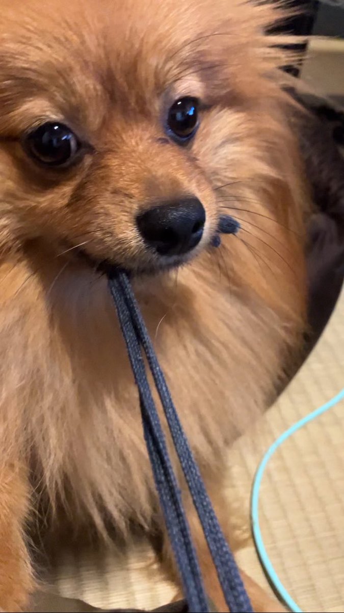 おはよー🌻
#ポメラニアン #ぽめひま #ポメラニアン🌻