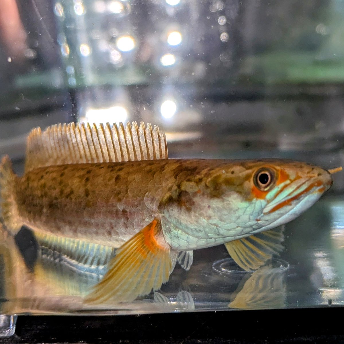 アルビノチャンナショート 今週の7月6日 アクアリウムバスに持っていく ☆ウルトラショートボディ