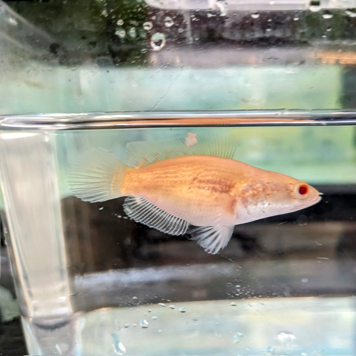 今週の7月6日 アクアリウムバスに持っていく ☆ウルトラショートボディ