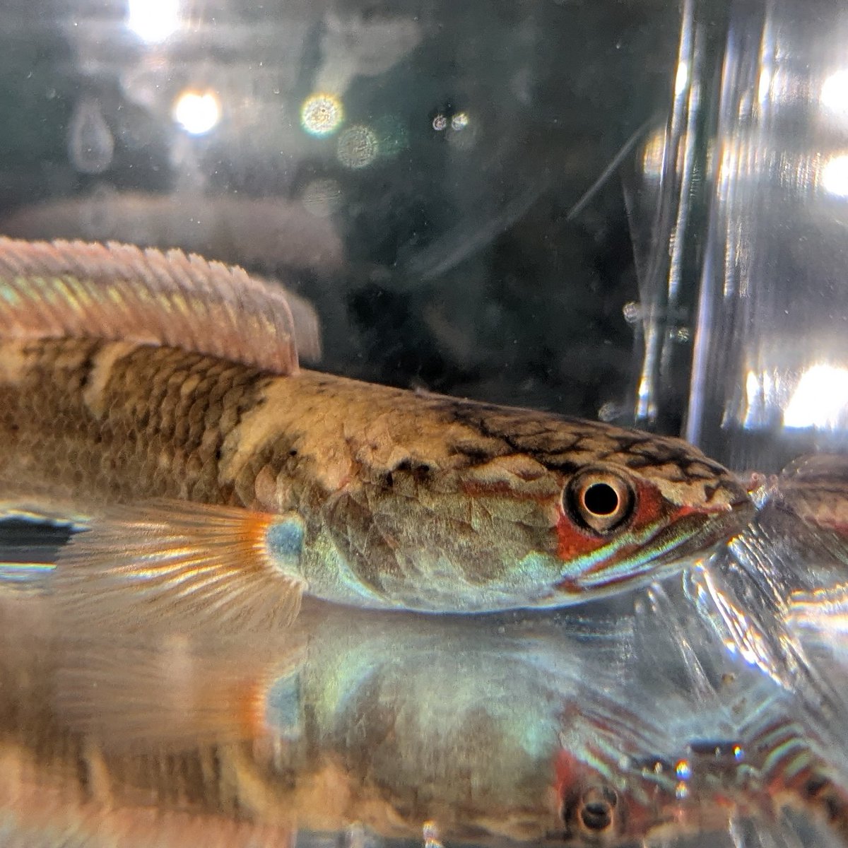 今週の7月6日 アクアリウムバスに持っていく ☆ウルトラショートボディ