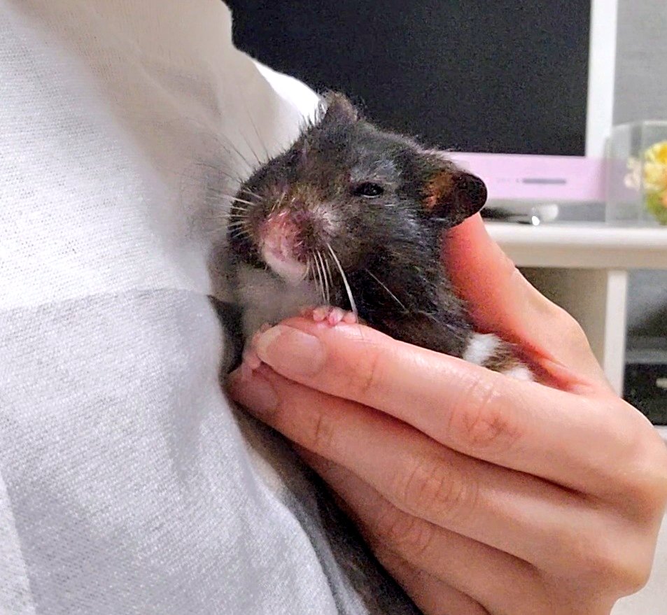 ぽにハム-小梅と牛若丸 (@poniham25) on Twitter photo #牛若丸プレイバック #ハムスター
ちと主、不調な日々。しんど…。
きっとうしちゃんに心配かけてた。
抱っこしたいなぁ。 #牛若丸プレイバック #ハムスター
ちと主、不調な日々。しんど…。
きっとうしちゃんに心配かけてた。
抱っこしたいなぁ。