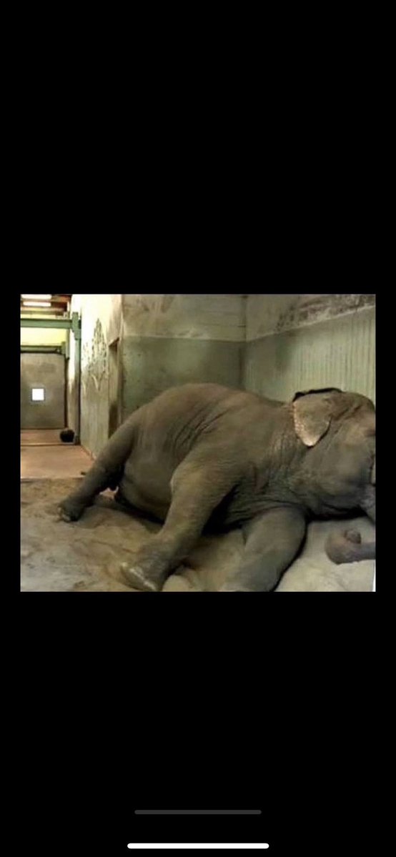 Missy (@missymaizey89) on Twitter photo HELP US PLEASE!!! #FreeLucy #everyelephantneedsaherd <a href="/AnimalAbusers/">AnimalAbusers</a> <a href="/rickygervais/">Ricky Gervais</a> <a href="/CP24/">CP24</a> <a href="/albertateachers/">Alberta Teachers' Association</a> <a href="/CityofEdmonton/">City of Edmonton</a> HELP US PLEASE!!! #FreeLucy #everyelephantneedsaherd <a href="/AnimalAbusers/">AnimalAbusers</a> <a href="/rickygervais/">Ricky Gervais</a> <a href="/CP24/">CP24</a> <a href="/albertateachers/">Alberta Teachers' Association</a> <a href="/CityofEdmonton/">City of Edmonton</a>