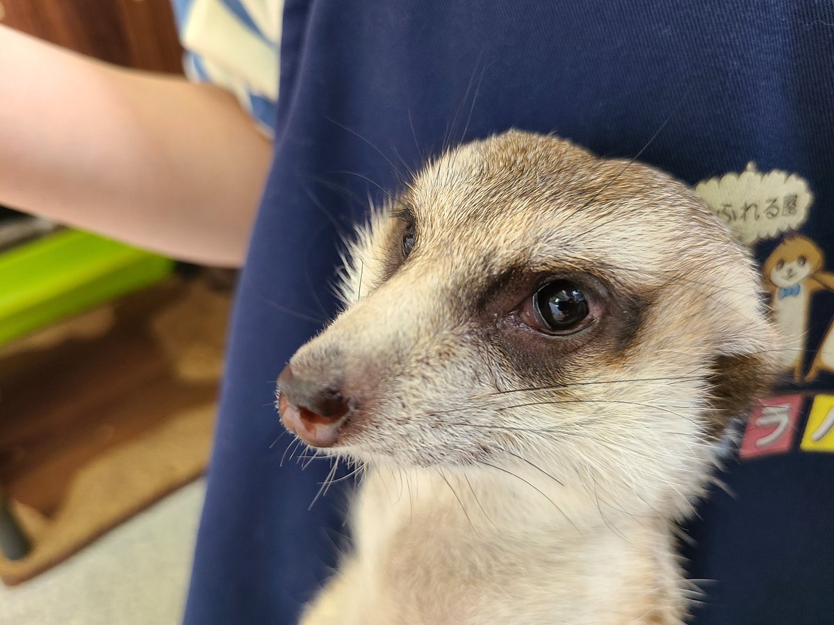 無の顔をするミーアキャットの写真が出てきたので見せてあげますね。