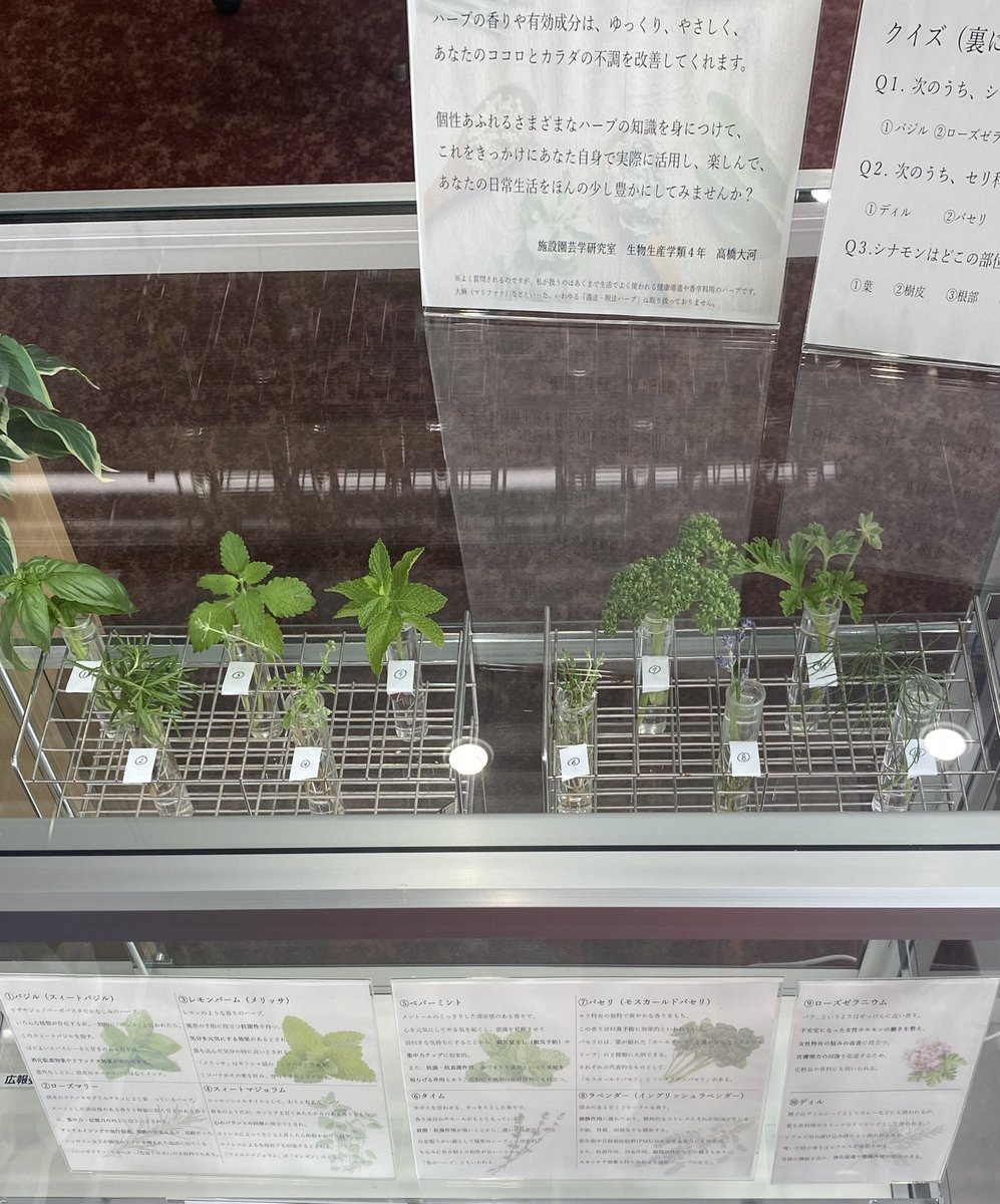 ディスカバリーコモンズに食産業学群の取り組みを紹介するショーケースを設置しました。今月は、当研究室の4年生、高橋君が「ハーブ」について詳しく紹介してくれています！
是非ご覧下さい🌿！

#宮城大学　#食産業学群　#生物生産学類　#園芸学研究室　#ハーブ