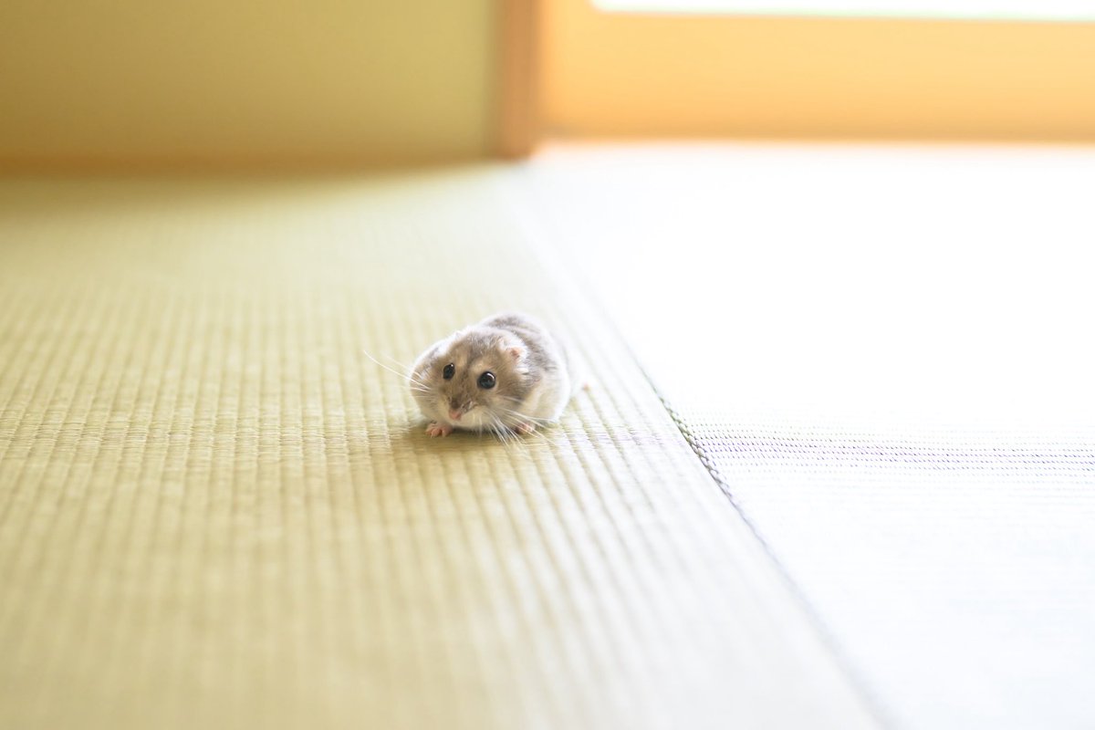 ぬいぐるみみたい